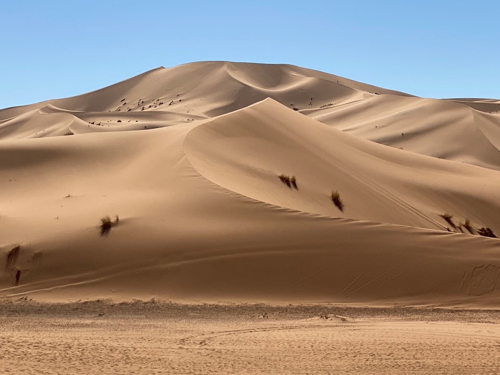 Merzouga Erg Chebbi golden dunes at sunset